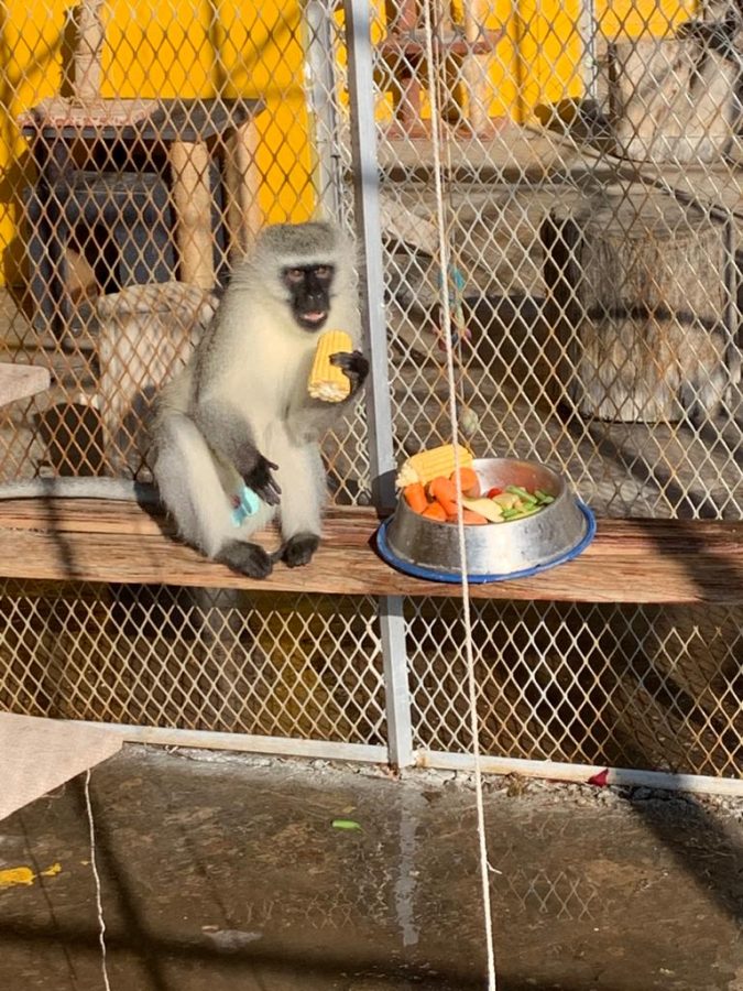 SPCA Bravely Rescue Monkey from Tower as Residents Throw Rocks in