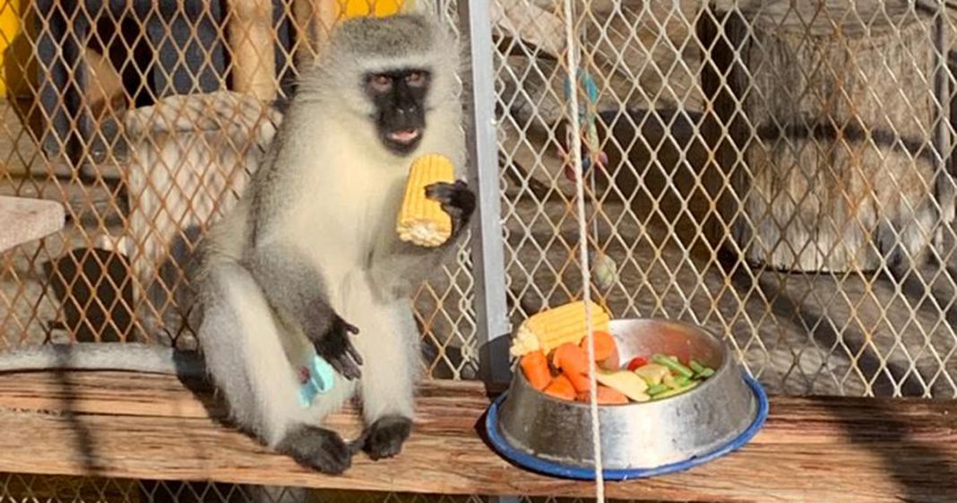SPCA Bravely Rescue Monkey from Tower as Residents Throw Rocks in Bloemfontein SAPeople