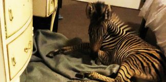orphaned-baby-zebra-rescued
