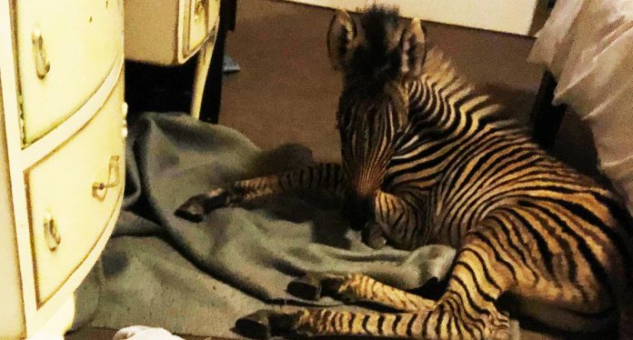 orphaned-baby-zebra-rescued
