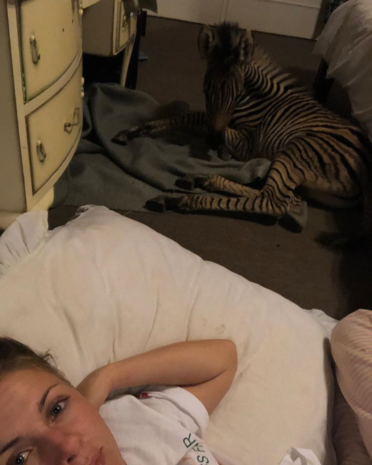 Baye Pigors with the newborn zebra in her bedroom Zimbabwe