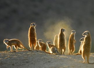 meerkats wildlife-south-africa-covid-19