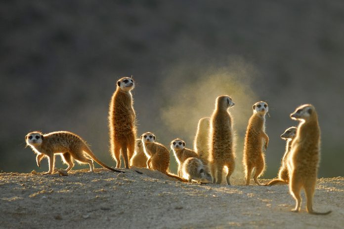Meerkats-Oppenheimer meerkats wildlife-south-africa-covid-19