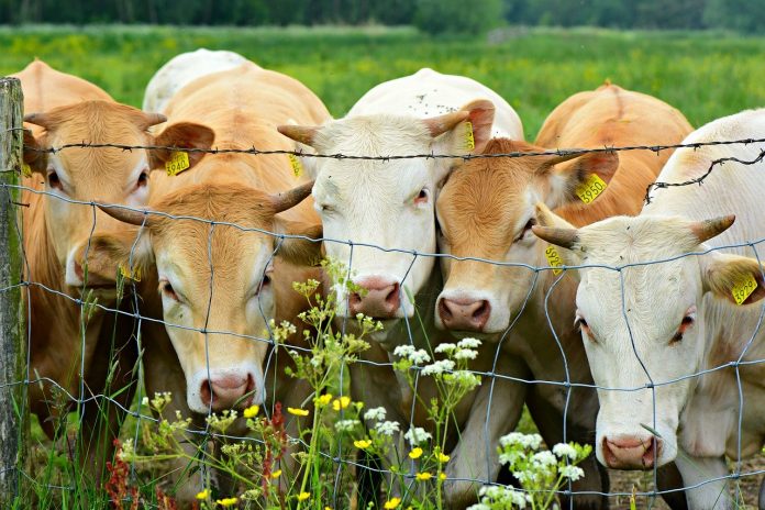 cattle farm south africa agricultural fund pix cattle farm south africa agricultural fund pix