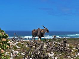 eland south africa meat wildlife gu