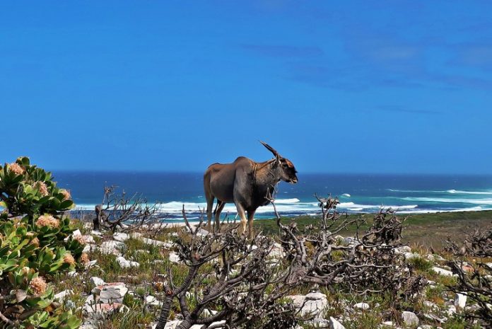 eland south africa meat wildlife gu