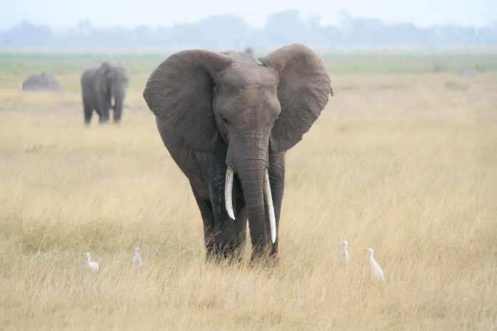 African Elephant African Savanna Elephant