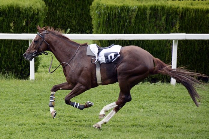 horse-racing-euthanasia south africa pix horse-racing-euthanasia south africa pix