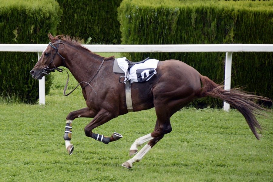 horse-racing-euthanasia south africa pix