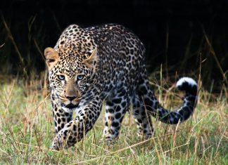 leopards threatened by exploitation thecon