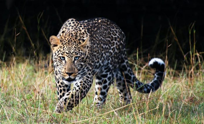 leopards threatened by exploitation thecon