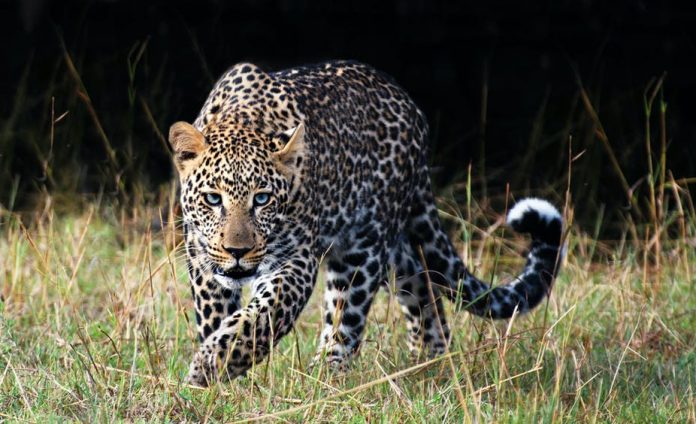 leopards threatened by exploitation thecon leopards threatened by exploitation thecon