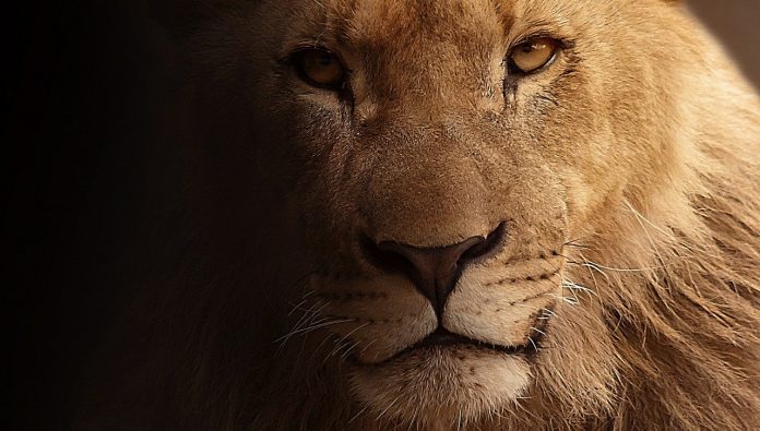 lion skins arrest south africa lion skins arrest south africa