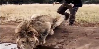lion dean schneider