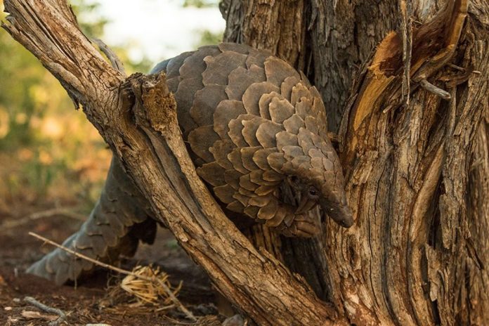 pangolin south africa covid 19 pangolin south africa covid 19