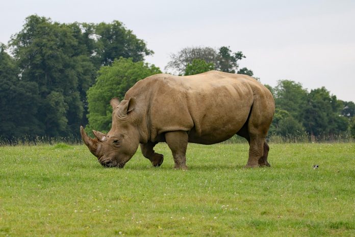 rhino poaching south africa rhino poaching south africa