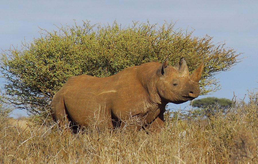 wildlife-south-africa-covid-19 rhino