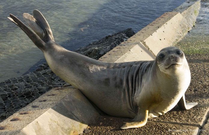 seal 3