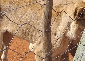 starving-lions-slippers-breeding-farm