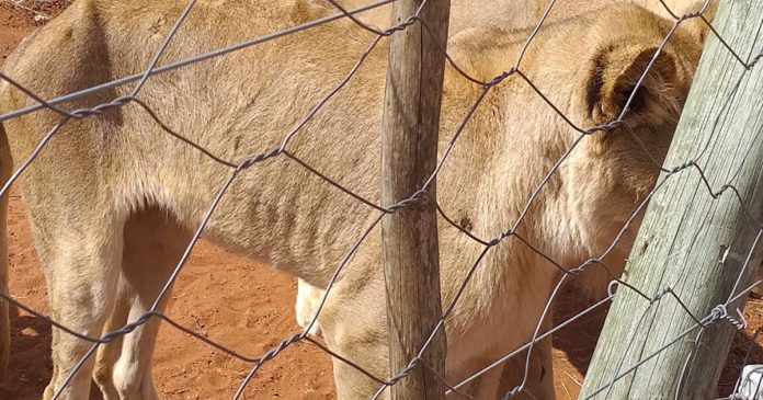 starving-lions-slippers-breeding-farm starving-lions-slippers-breeding-farm