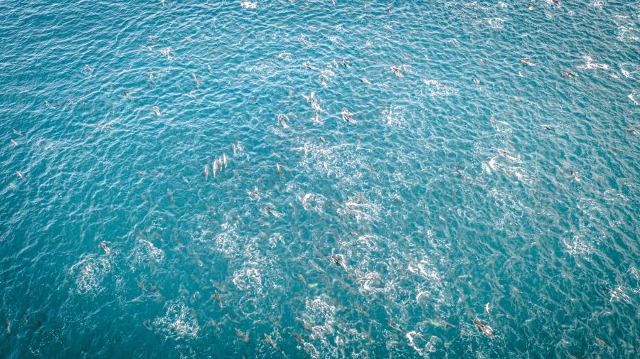 thousands dolphins hout bay south africa cape town