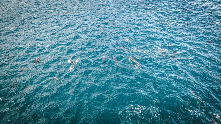 thousands dolphins hout bay south africa cape town