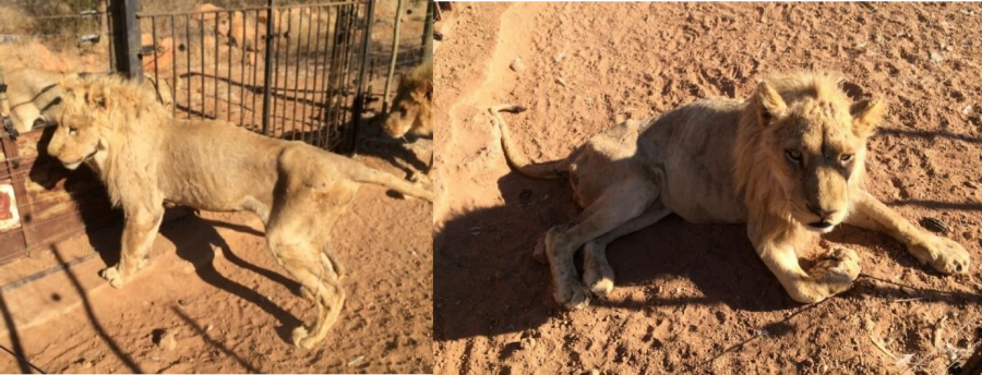 Images from Walter Slippers Lion Breeding Farm