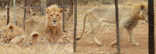 Images from Walter Slippers Lion Breeding Farm