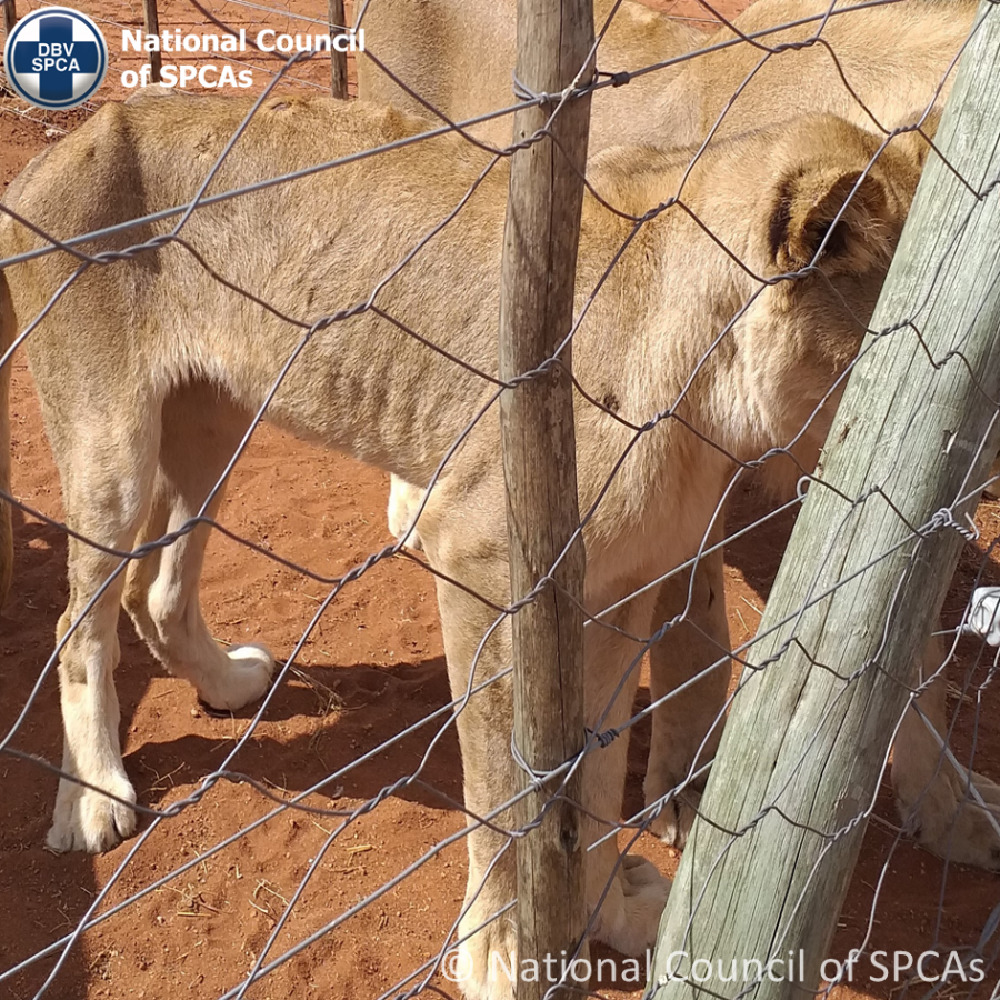 Images from Walter Slippers Lion Breeding Farm