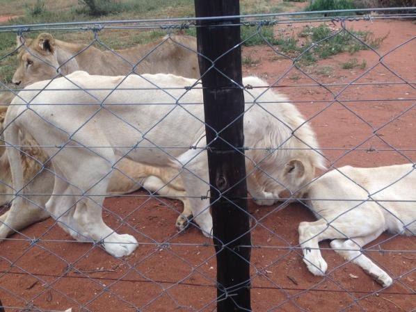 Images from Walter Slippers Lion Breeding Farm