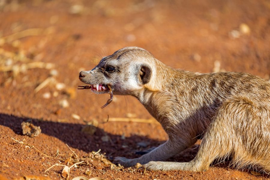 wildlife-south-africa-covid-19