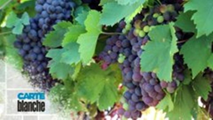 lockdown winelands south africa suffer impact lockdown winelands south africa suffer