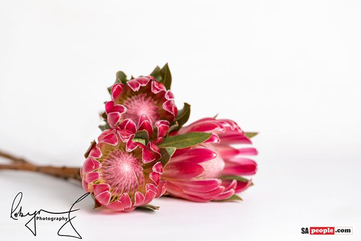 Proteas