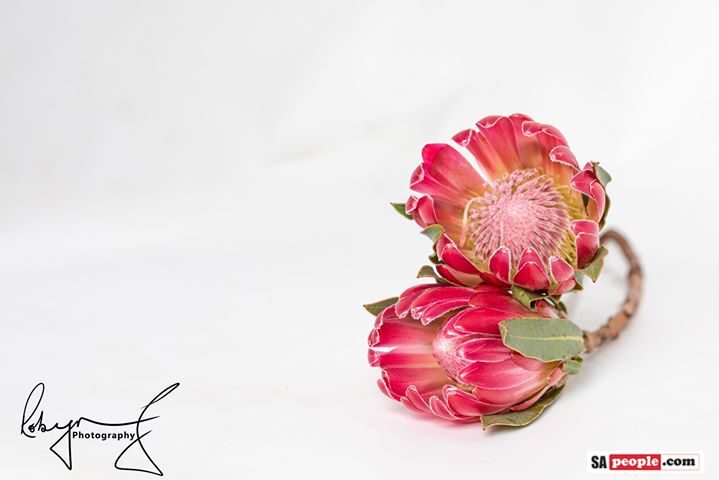 Proteas