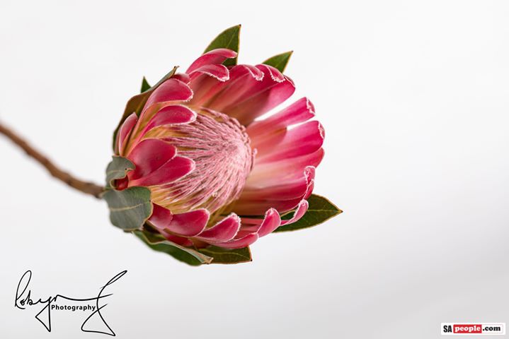 Proteas