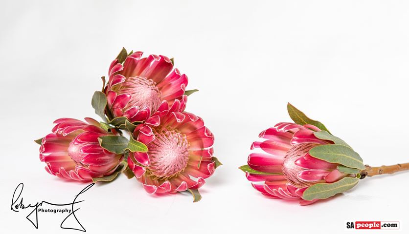 Proteas