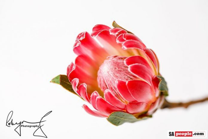 Protea Protea