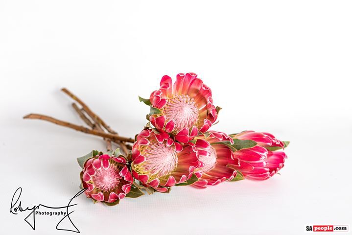 Proteas