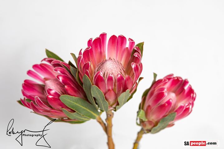 Proteas