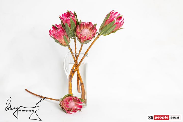Proteas