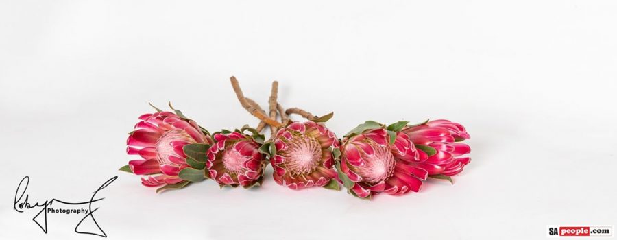 Proteas