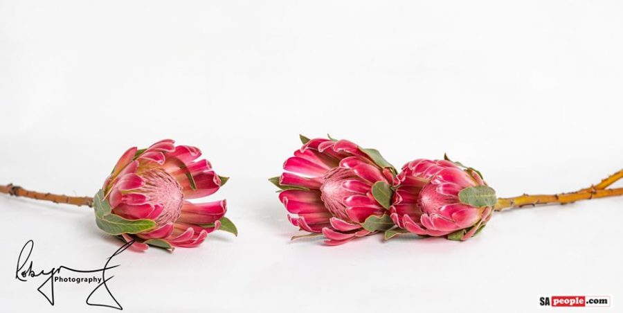 Proteas