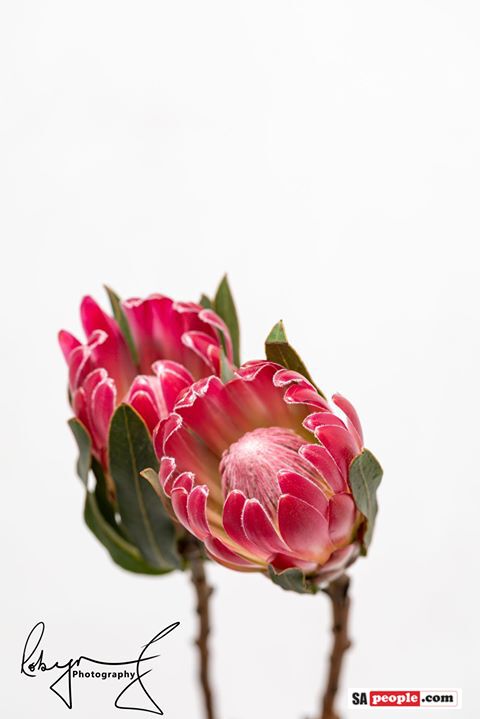 Proteas