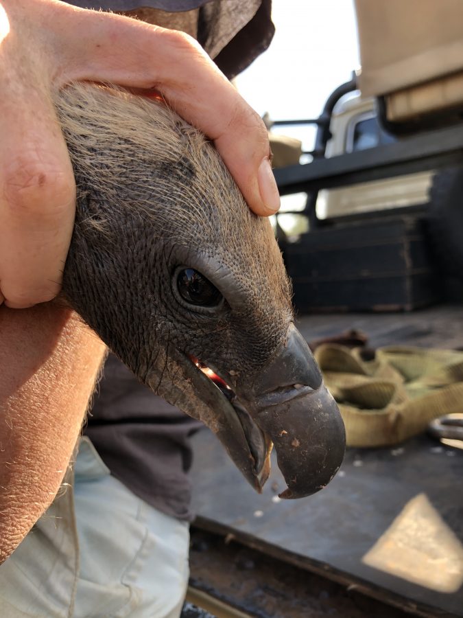Vulture