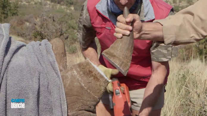 dehorn rhino protect poaching dehorn rhino protect poaching