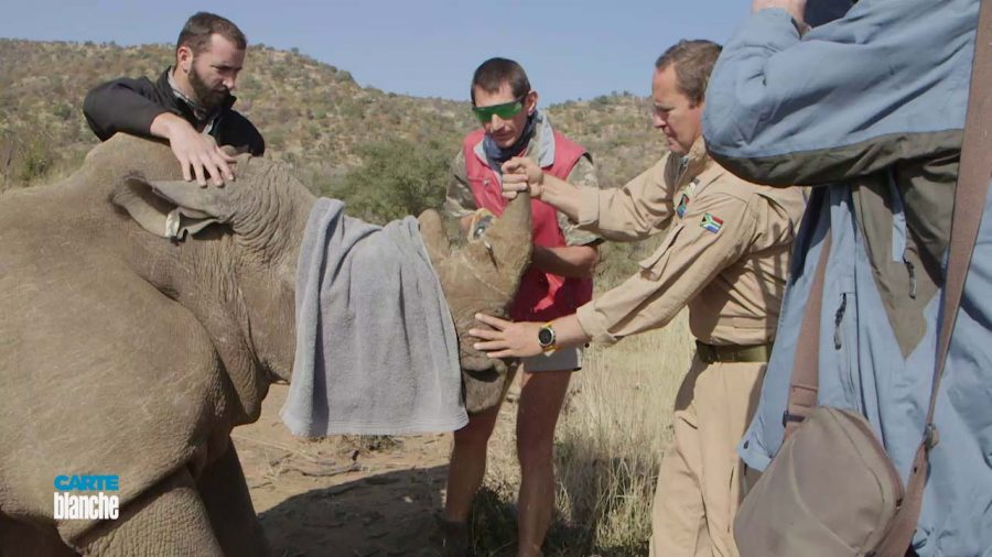 dehorning rhino south africa