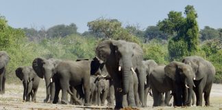 elephant africa wildlife