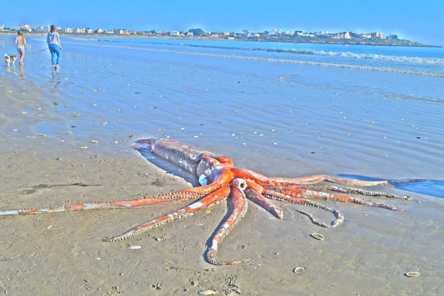 giant squid st helena beach 2