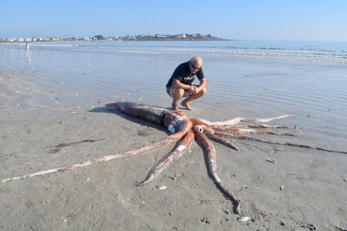 giant squid st helena beach 2