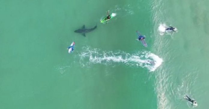 great-white-shark-drone-surfers-plett great-white-shark-drone-surfers-plett